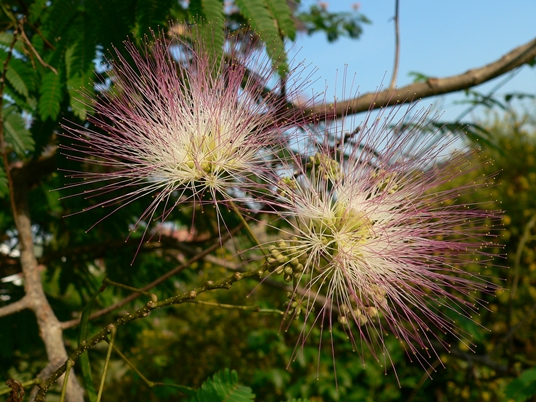 {Albizia julibrissin}